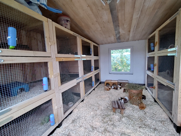 Meerschweinchenzucht Landshuter Moppebande Stall  Innenansicht